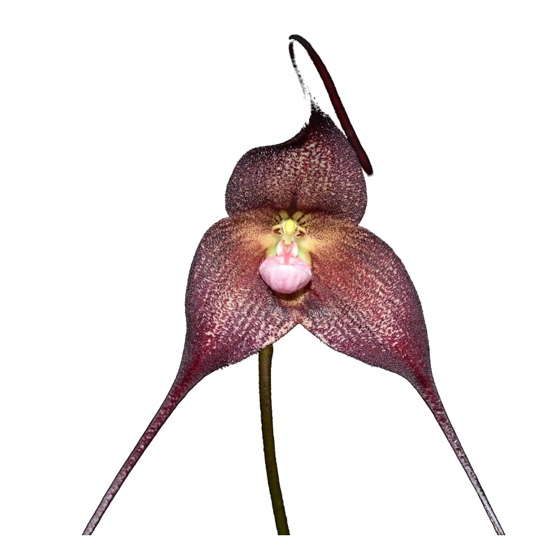 Dracula Ecuagenera