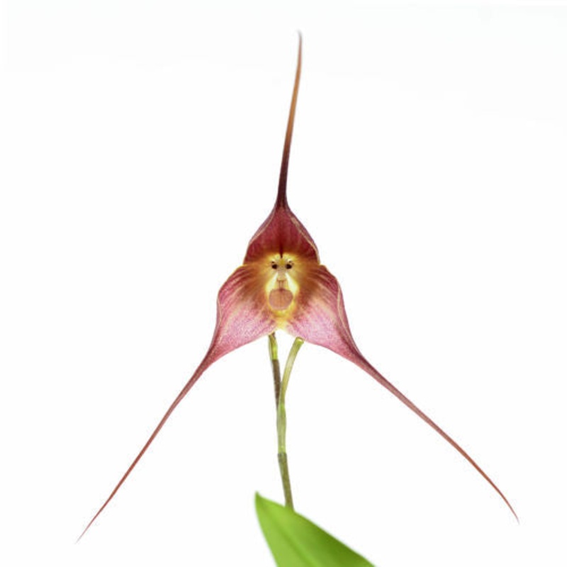 Dracula gigas f. red