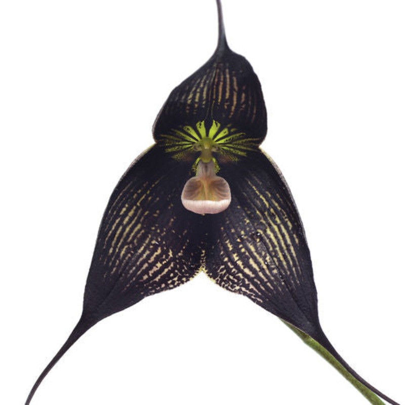 Dracula Raven Asymb x Dracula vampira