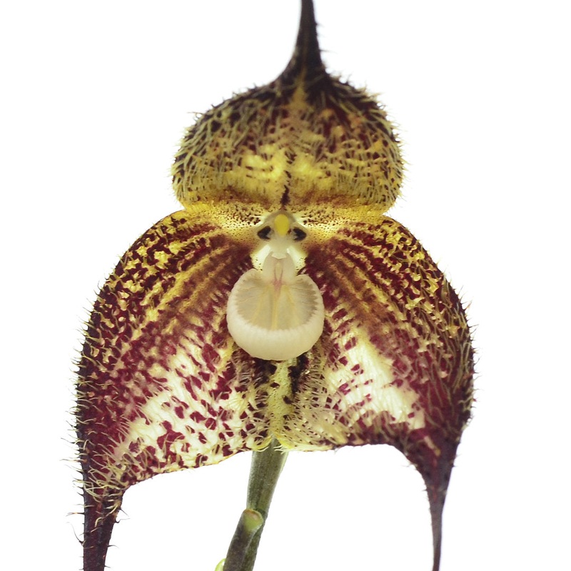 Dracula wallisii