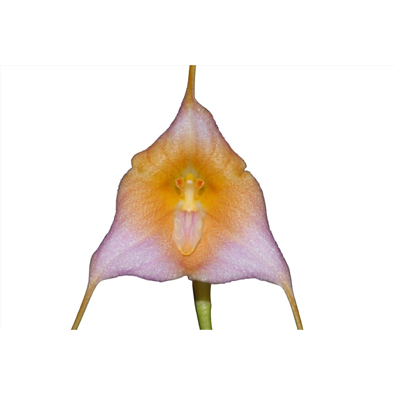 Dracuvallia Rio Tomebamba