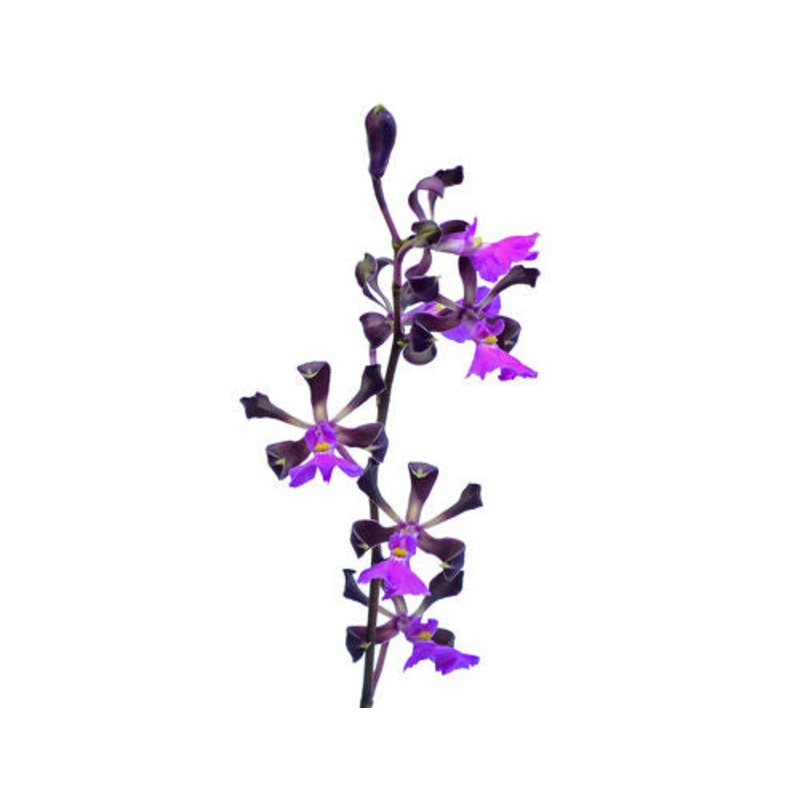 Encyclia cordigera f. pink