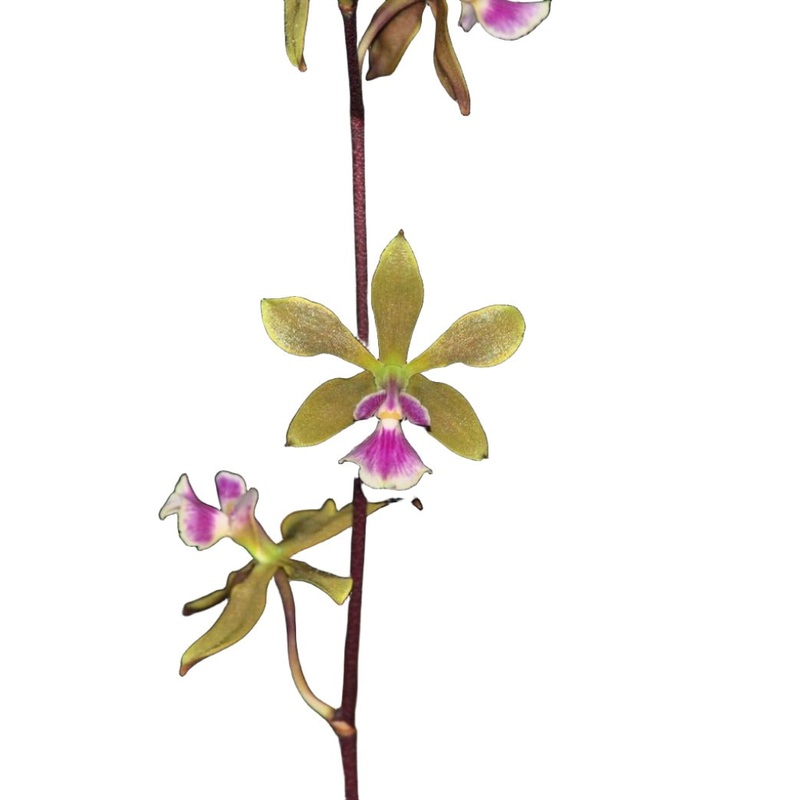Encyclia Doctor Ben