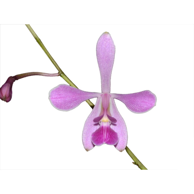 Encyclia ghillanyi
