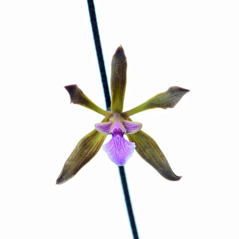 Encyclia seidelii