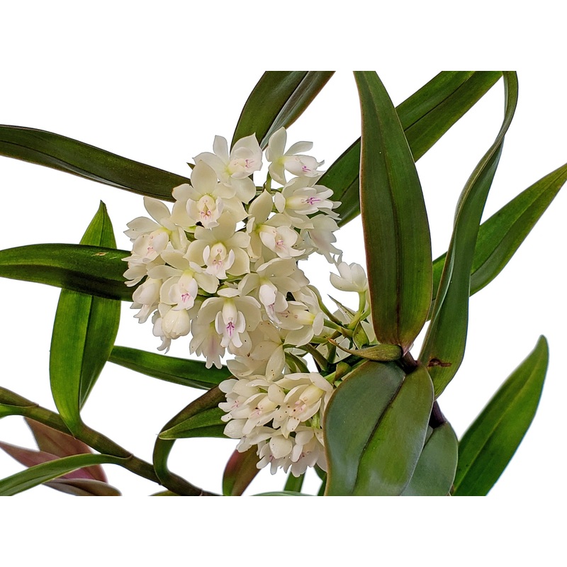 Epidendrum hugomedinae