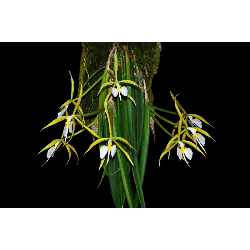 Epidendrum parkinsonianum
