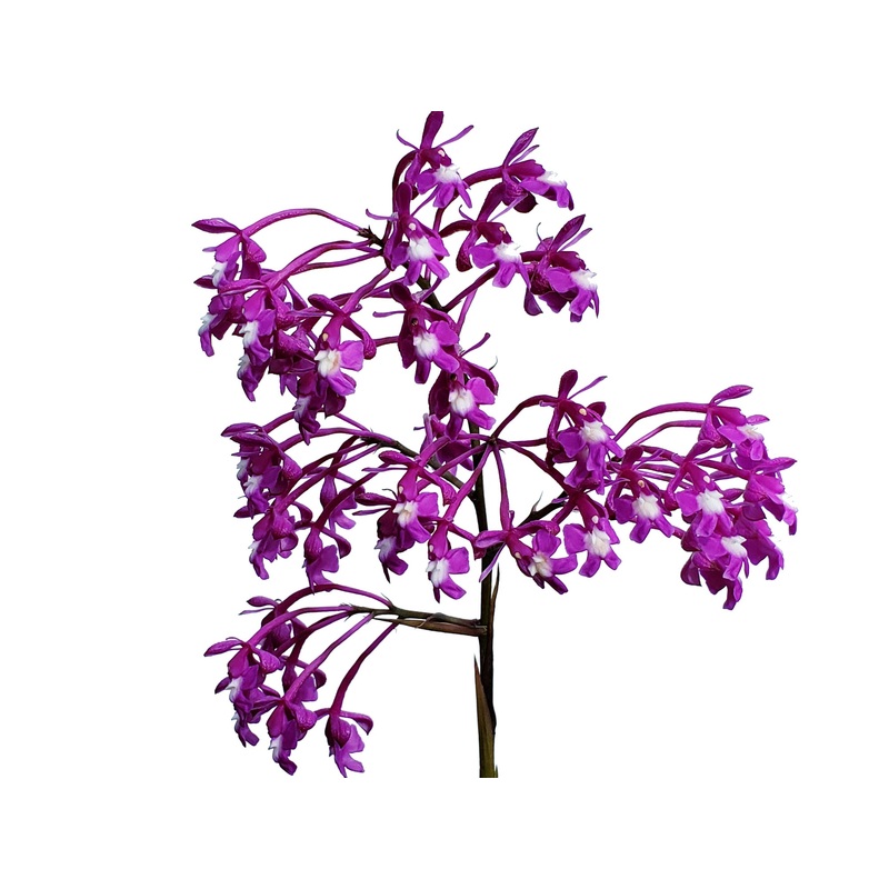 Epidendrum porphyreum