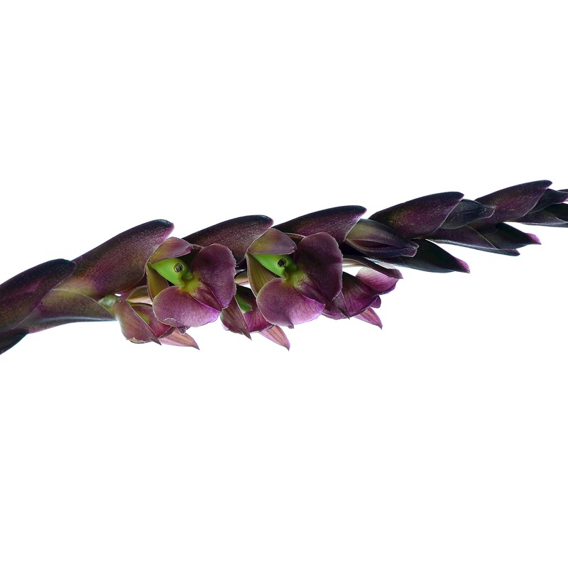 Epidendrum summerhayesii