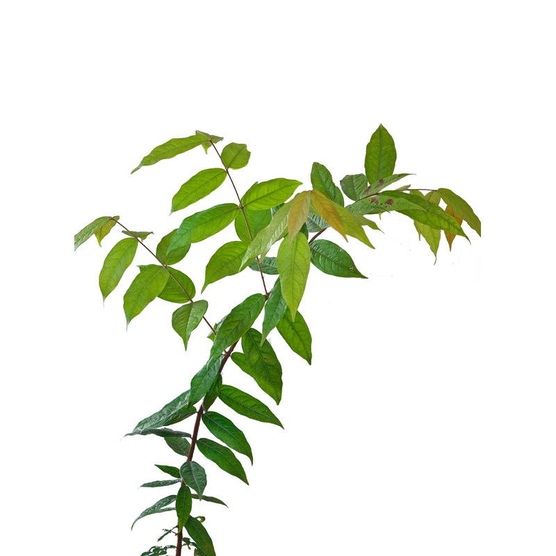 Eugenia stipitata