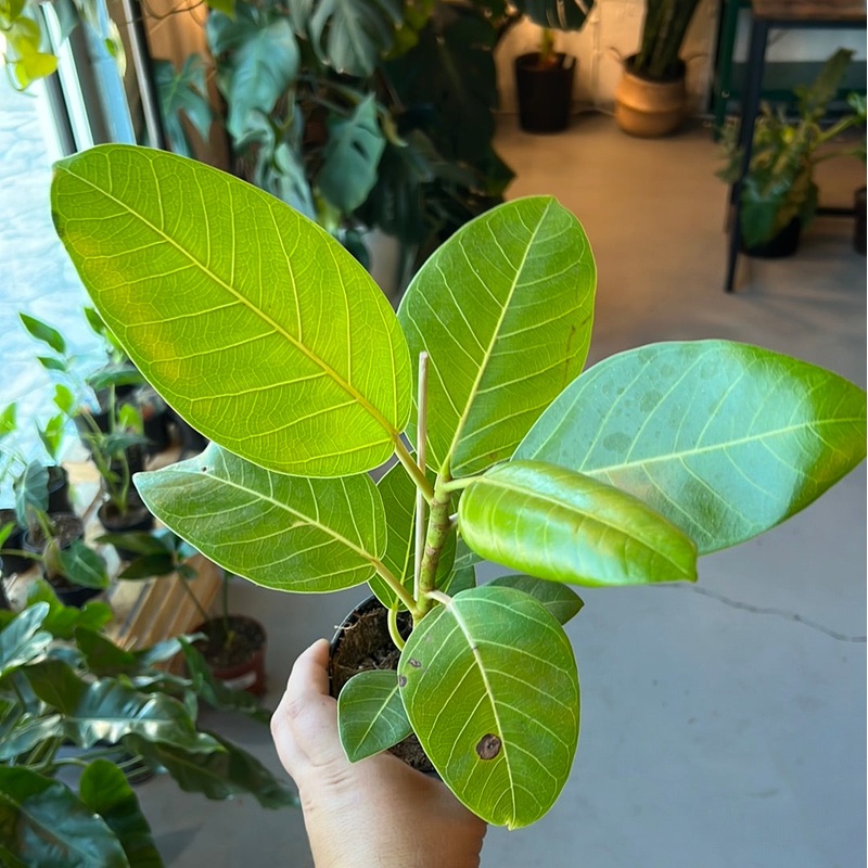 Ficus Elastica – Yellow Gem|4″|10″