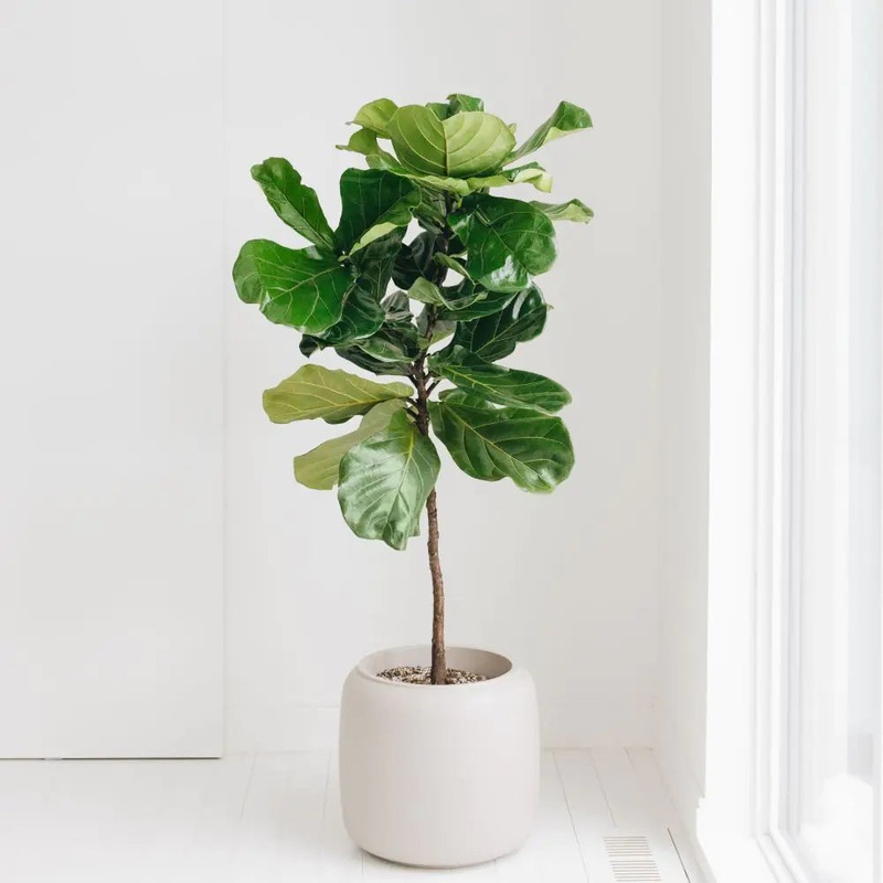 Ficus lyrata – Fiddle Leaf Fig