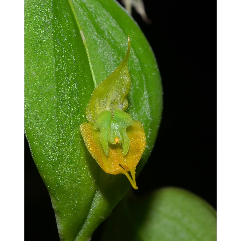 Lepanthes gargoyla f. xanthina