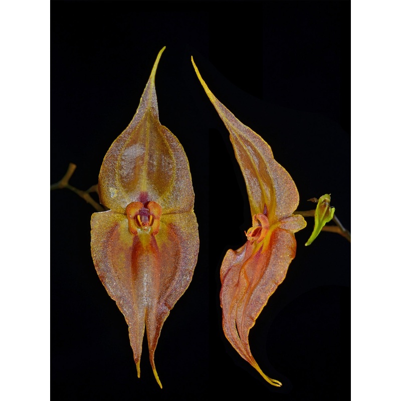 Lepanthes jimenezii x Lepanthes dalessandroi