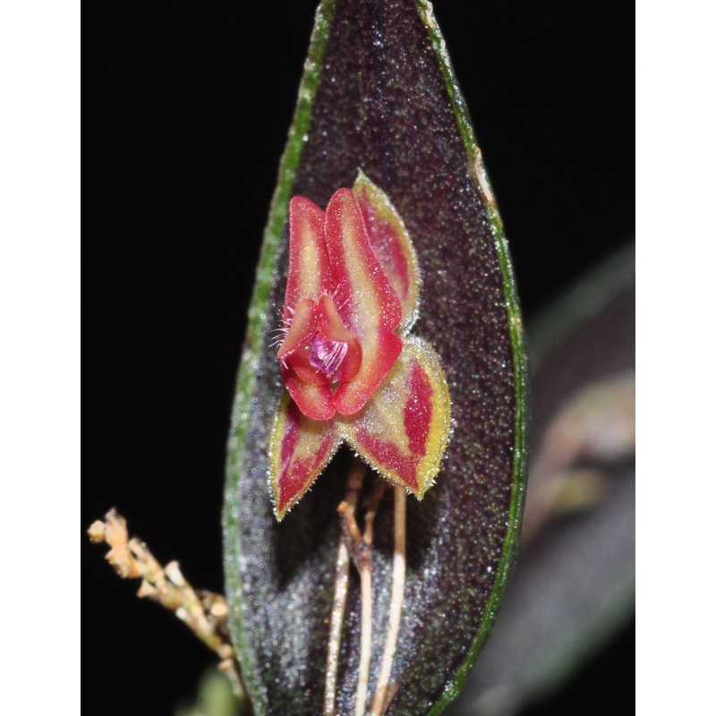 Lepanthes jubata