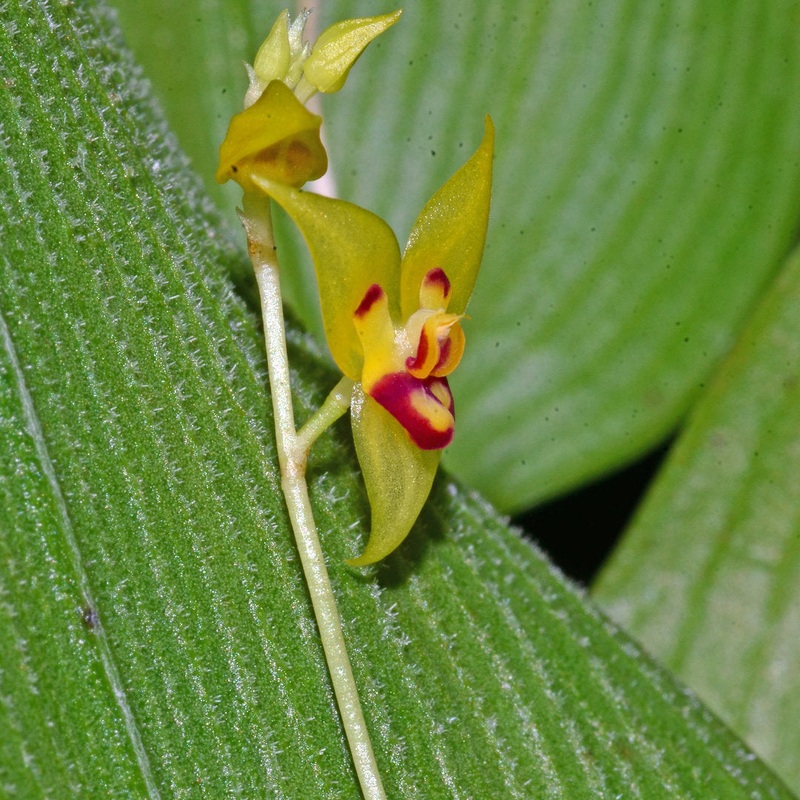 Lepanthes orion