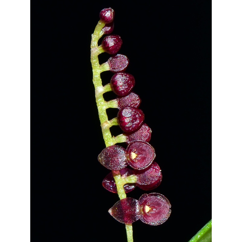 Lepanthopsis ubangii