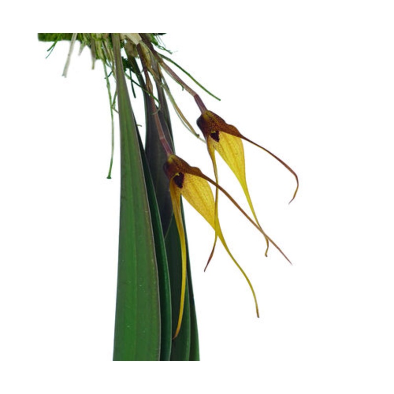 Masdevallia caesia