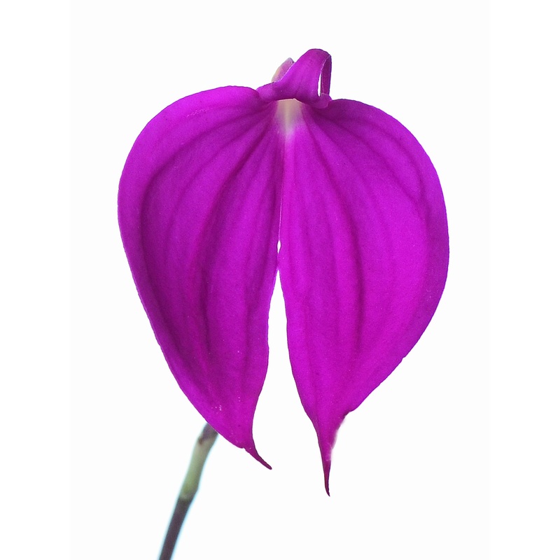 Masdevallia coccinea f. pink ‘Ecuagenera’