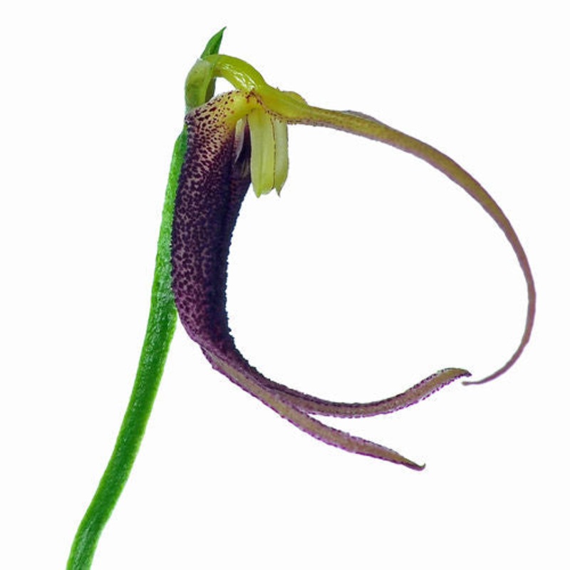 Masdevallia don-quijote