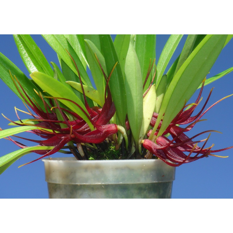 Masdevallia herradurae