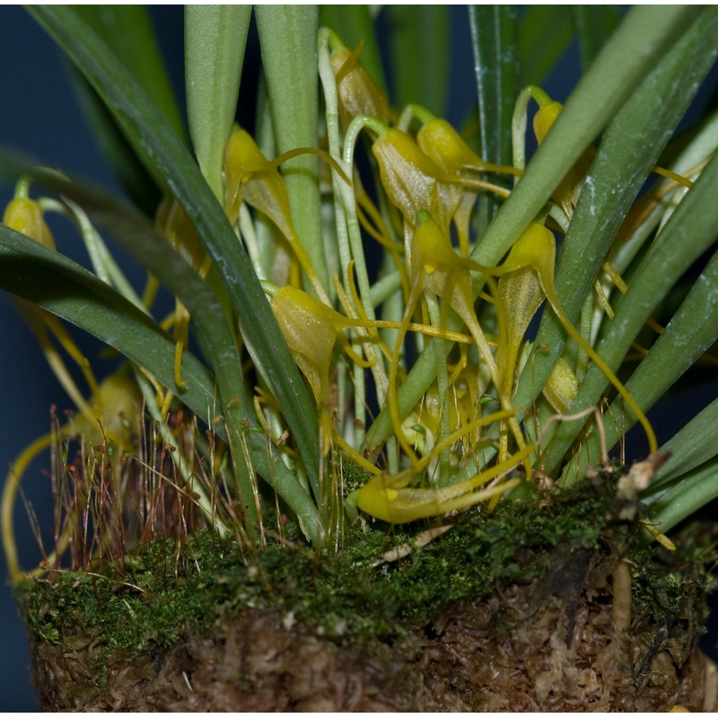 Masdevallia herradurae xanthina