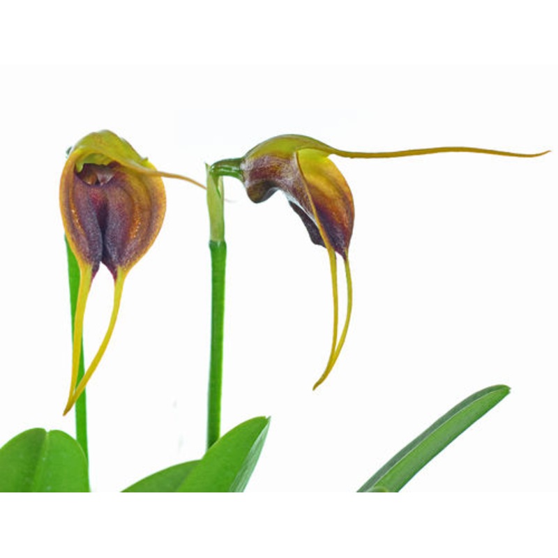 Masdevallia infracta
