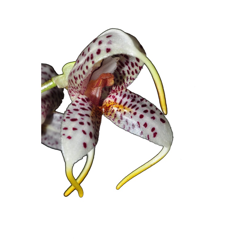 Masdevallia pachyura