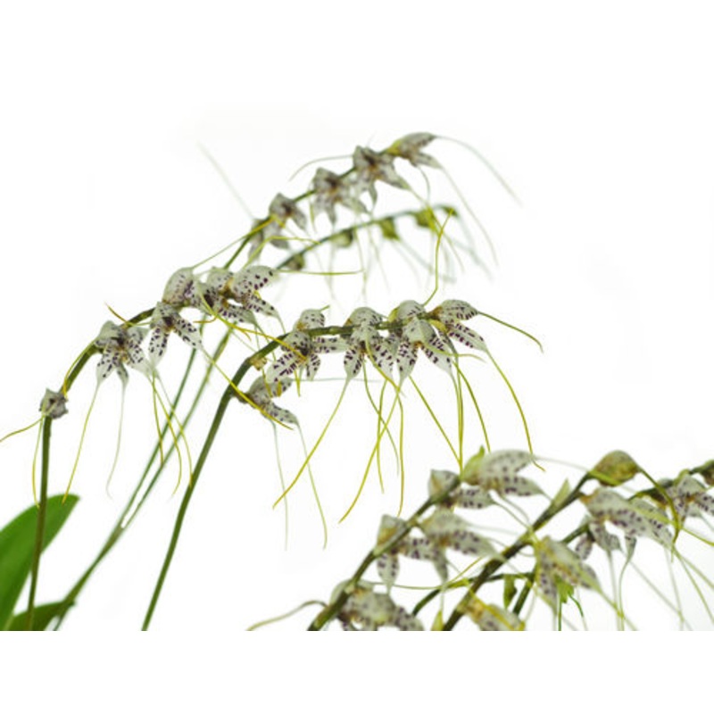 Masdevallia polysticta