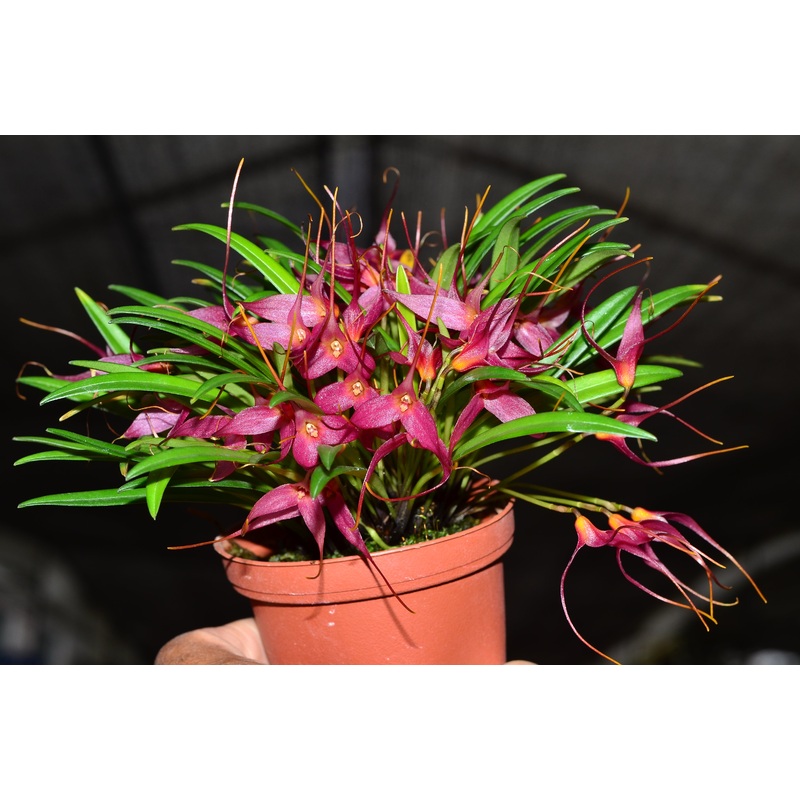 Masdevallia roseola