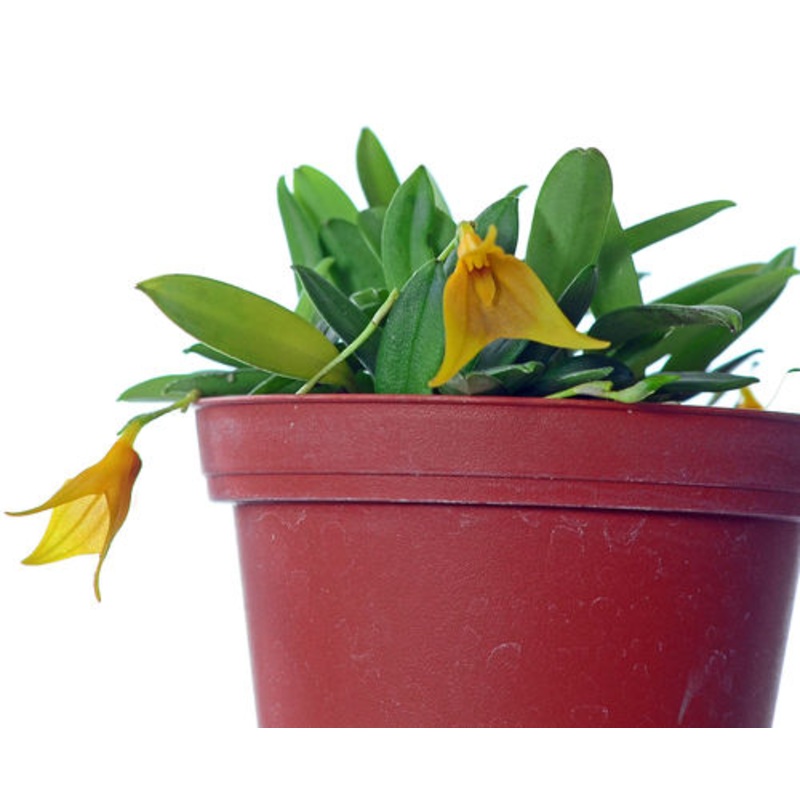Masdevallia trifurcata