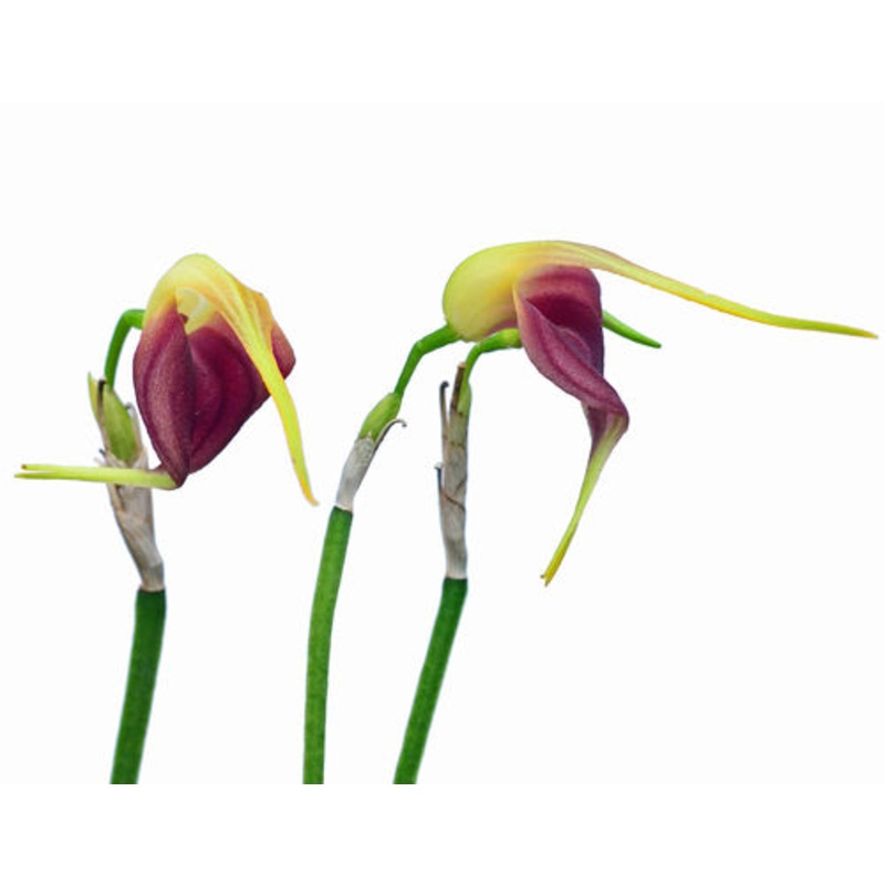 Masdevallia virgo-cuencae