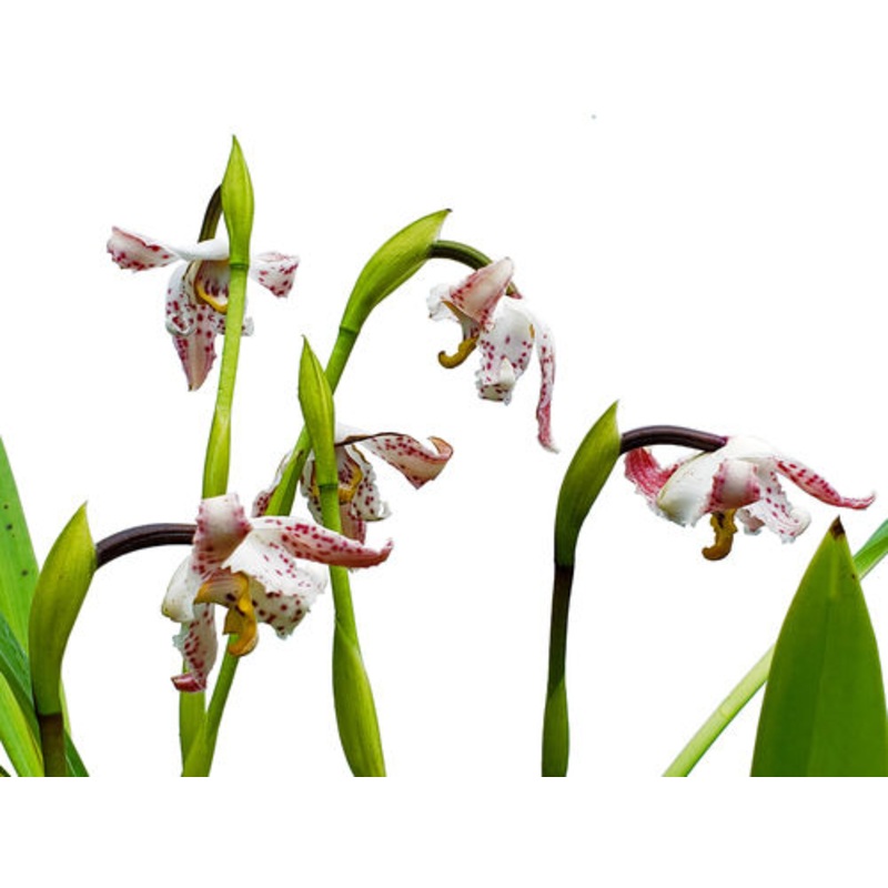 Maxillaria elegantula