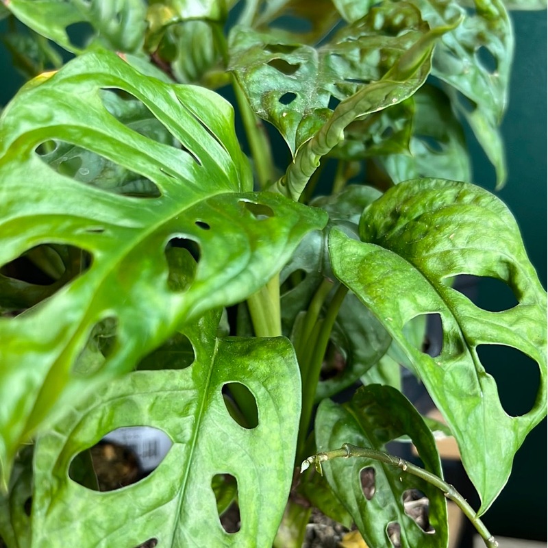 Monstera Expilata -Adansonii