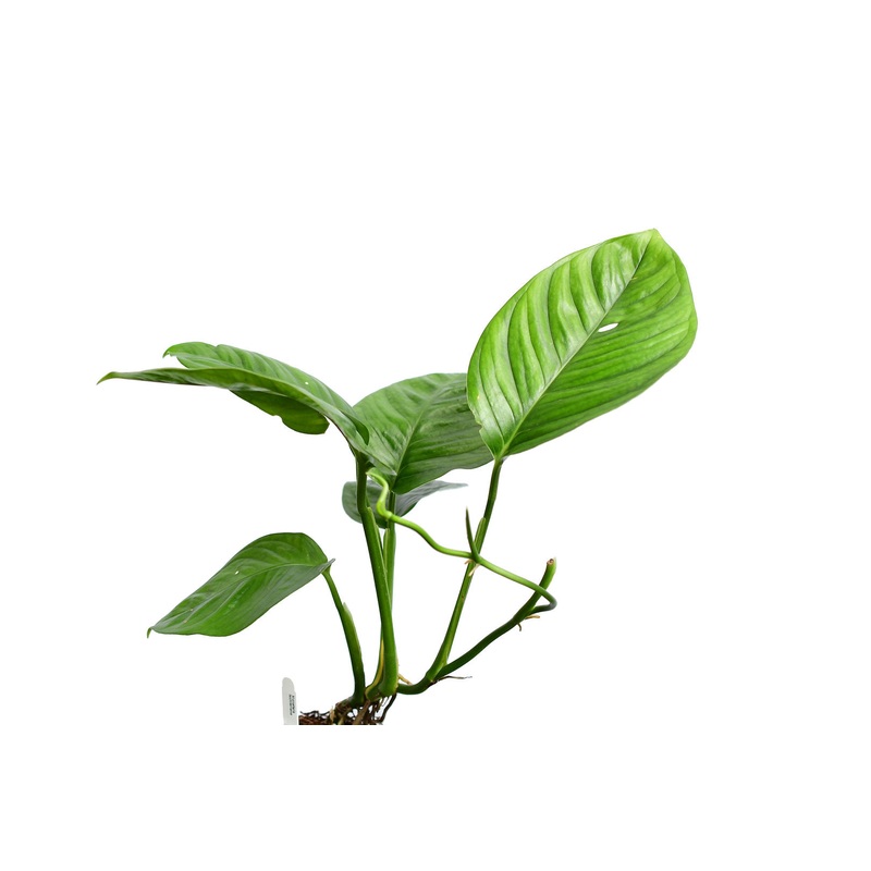 Monstera lechleriana