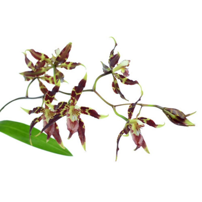 Oncidium cristatum