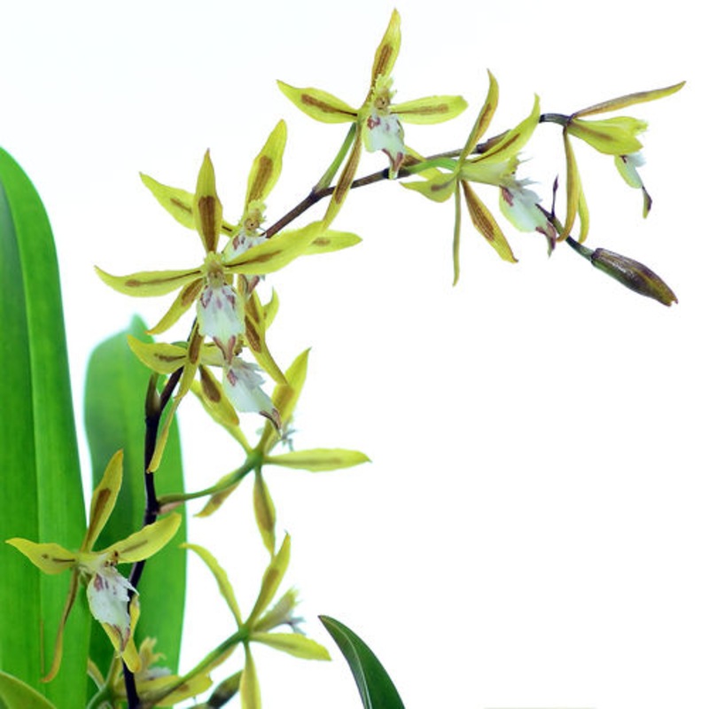 Oncidium dracoceps