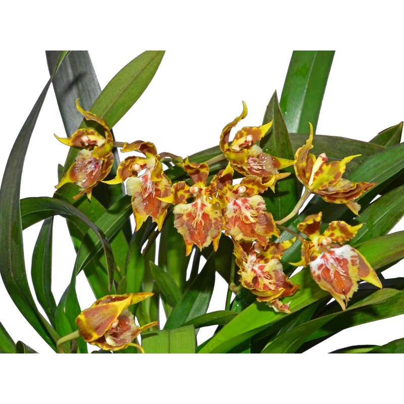 Oncidium hennisii
