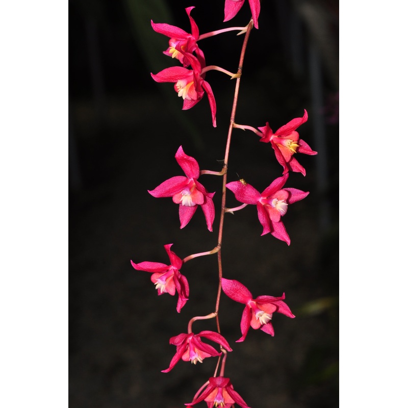 Oncidium Lois Posey
