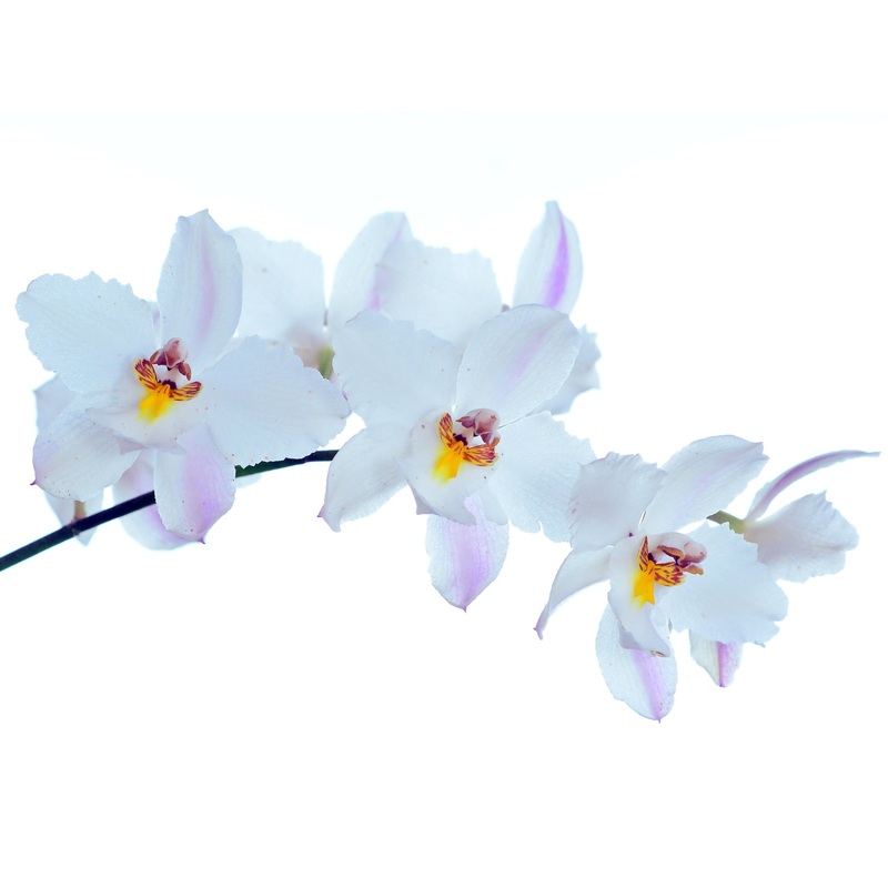 Oncidium nobile