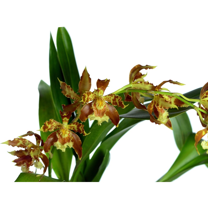Oncidium sceptrum