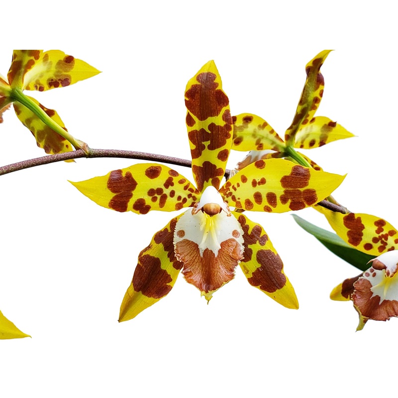 Oncidium spectatissimum