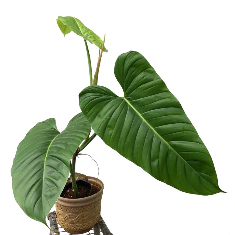 Philodendron angustialatum
