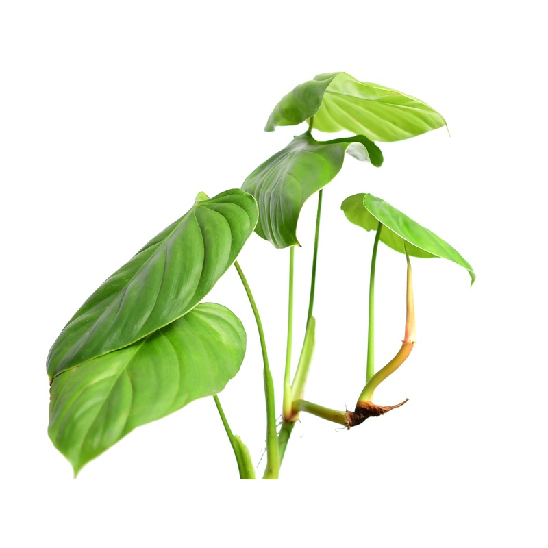 Philodendron asperatum