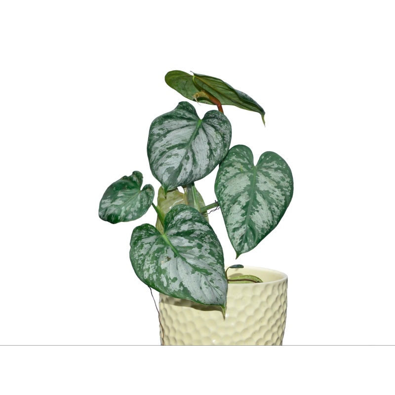 Philodendron brandtianum