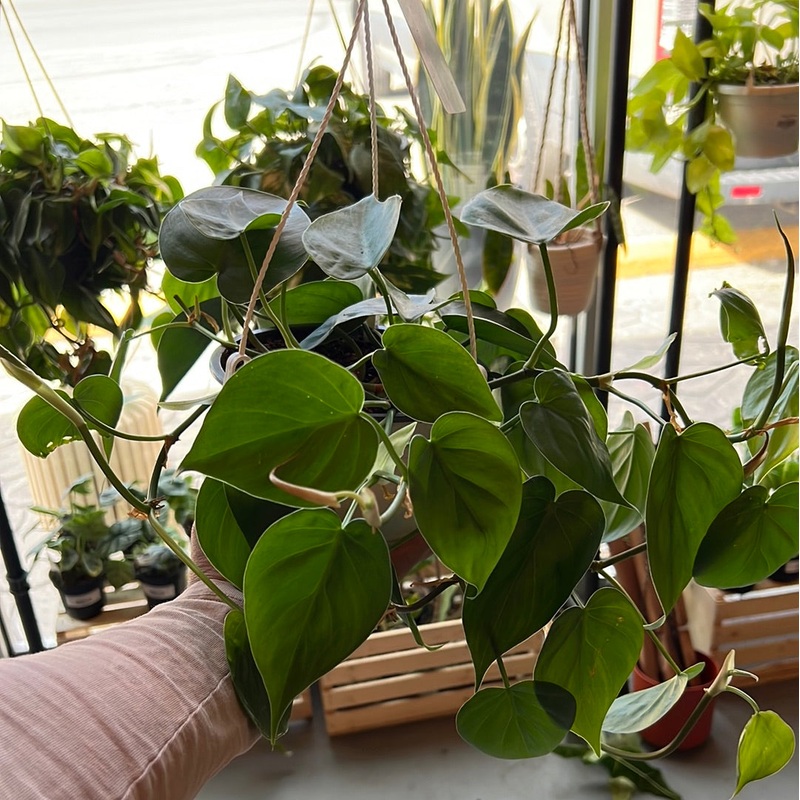 Philodendron cordatum – Heart Leaf