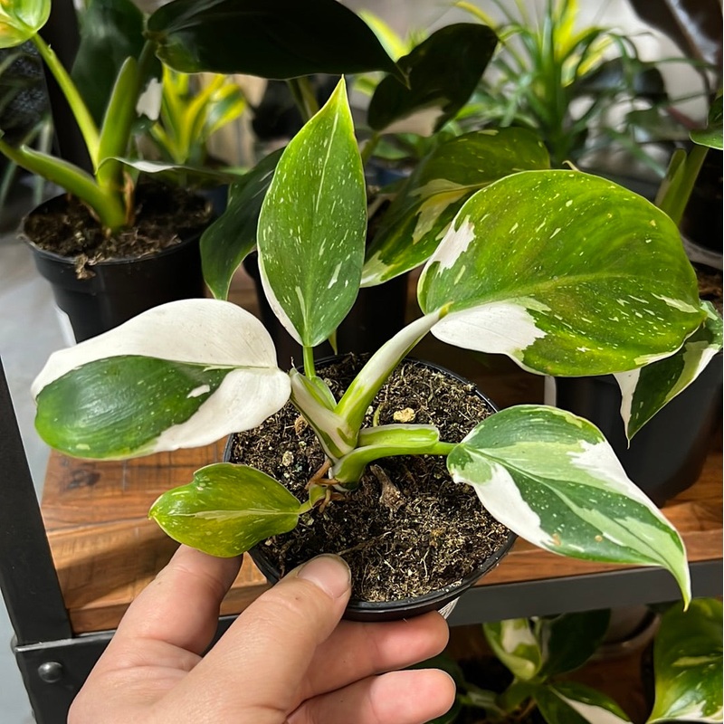 Philodendron Erubescens – White Wiazrd