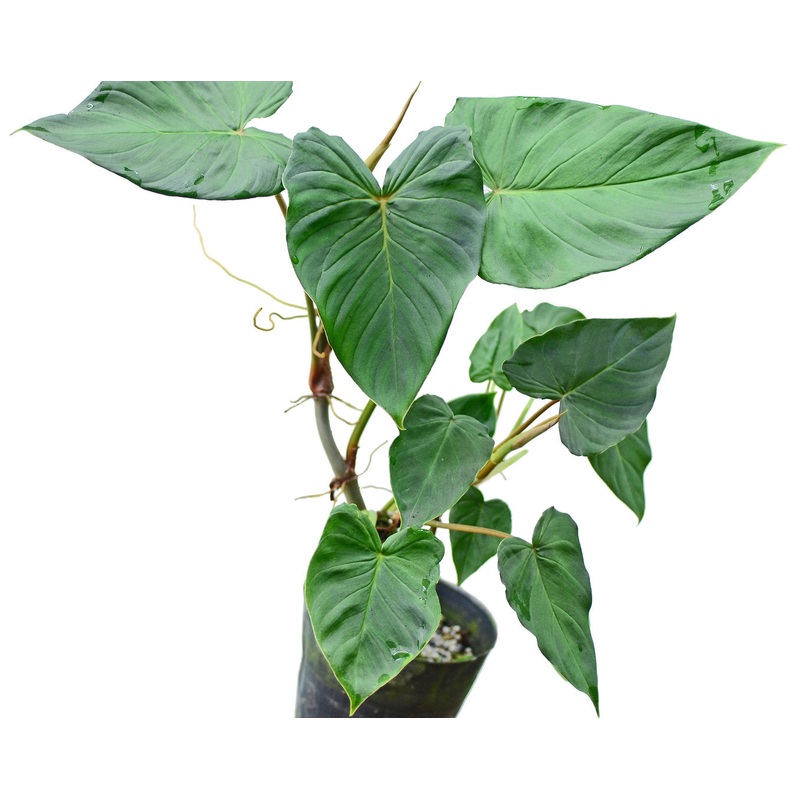 Philodendron fibrosum type
