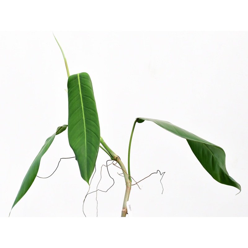 Philodendron lehmannii