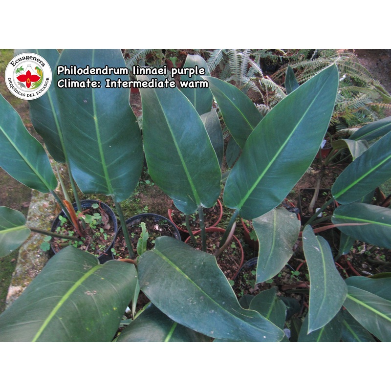 Philodendron linnaei purple